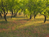 Indian Paint Brush and Young Trees, Devine Area, Texas, USA Photographic Print by Darrell Gulin