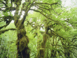 Moss Growing from Trees in a Rainforest, Olympic National Park, Washington, USA Photographic Print by Christopher Talbot Frank