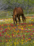 Quarter Horse in Wildflower Field Near Cuero, Texas, USA Fotografie-Druck von Darrell Gulin