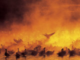 Flock of Snow Geese in Ground Fog, Bosque Del Apache National Wildlife Reserve, New Mexico, USA Photographic Print by Arthur Morris