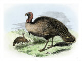 The Wild Turkey of America Giclee Print