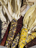 Multicolored Corn, a Native American Staple Crop Photographic Print
