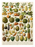 Tropical Fruits Giclee Print