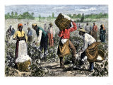 African-American Slaves Picking Cotton Giclee Print