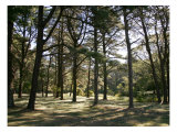 Forest View Print by Nicole Katano