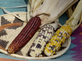 Multicolored Corn, a Native American Staple Crop, in a Basket Photographic Print