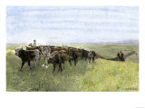Cowboys Driving a Longhorn Herd on the Great Cattle Trail 1800 Giclee Print