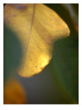 Golden Leaf Prints by Nicole Katano