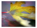 Golden Fall Reflections I Print by Nicole Katano Golden Fall Reflections I Print by Nicole Katano