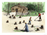 Pioneers Planting Corn on Newly Cleared Land in the Backwoods Giclee Print