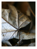 Fall Leaves IV Prints by Nicole Katano