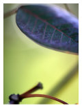 Royal Purple Leaf Abstraction II Poster by Nicole Katano