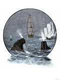 Walrus in Arctic Waters Near a Tall Sailing Ship ジクレープリント