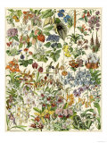 Tropical and Exotic Flowers, Including Orchid, Anthurium, Gloxinia, Trillium Giclee Print