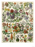 Flowering Shrubs, Including Peony, Rose, Lilac, Echinopsis, Fuschia, Laurel, Magnolia, Rhododendron Giclée-Druck