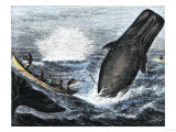 Whale Struck by a Harpoon While Breaching, c.1800 Giclee Print