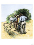 African American Field Hands Hooking Up Sugar Cane in Louisiana, c.1800 Giclee Print