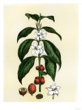 Coffee Tree Leaves, Flowers, and Fruit Giclee Print