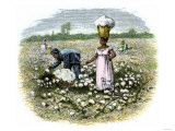 Picking Cotton on a Plantation in the Deep South, c.1800 Giclee Print