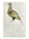 Sketch by William Clark of Cock of the Plains in the Lewis and Clark Expedition Diary Impressão giclée Sketch by William Clark of Cock of the Plains in the Lewis and Clark Expedition Diary Impressão giclée