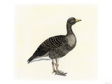 Greylag Goose Giclee Print