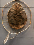 Beaver Pelt Stretched on a Sapling Frame and Laced with Rawhide Photographie