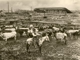Cowboy Herding Cattle in the Railroad Stockyards at Kansas City Missouri 1890 Photographie