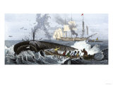 Long Boat Crew Harpooning a Whale Giclee Print