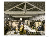 Farm Women Pouring Milk Into a Churn in Dairy Barn Giclee Print