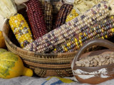 Squash, Corn, and Beans: the Three Sisters of Native American Agriculture Photographic Print