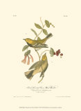 Black-Throated Green Wood Warbler Posters by John James Audubon