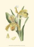 Delicate Orchid IV Plakater