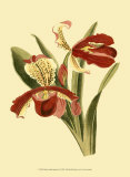 Orchid Splendor I Reprodukcje