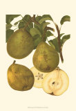Pear Varieties I プリント