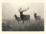 American Elk Posters by R. Hinshelwood