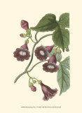 Blossoming Vine V Prints by Sydenham Teast Edwards