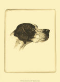 Danchin Pointer Posters by Danchin 