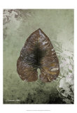 Dry Leaf II Kunstdrucke von Patricia Quintero-Pinto