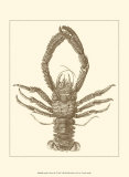 Sepia Lobster II Posters