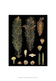 Dramatic Conifers IV Prints
