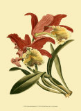 Orchid Splendor IV Posters