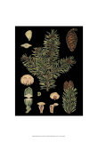 Dramatic Conifers I Poster