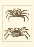 Sepia Crabs II Poster