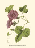 Blossoming Vine II Prints by Sydenham Teast Edwards