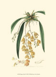 Elegant Orchid I Prints by Sydenham Teast Edwards