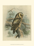 Tengmalm's Owl Print by F.w. Frohawk
