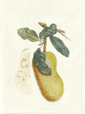 Crackled Indonesian Fruits III プリント - ベルト・Hoola Van Nooten