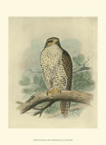 Iceland Falcon Art par F.w. Frohawk