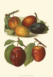 Plum Varieties I Print by John Wright