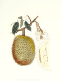 Indonesian Fruits IV プリント - ベルト・Hoola Van Nooten